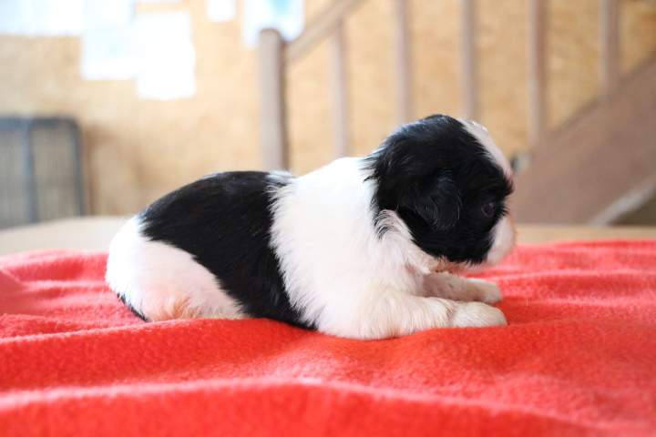 Shih Tzu pure race Étaples