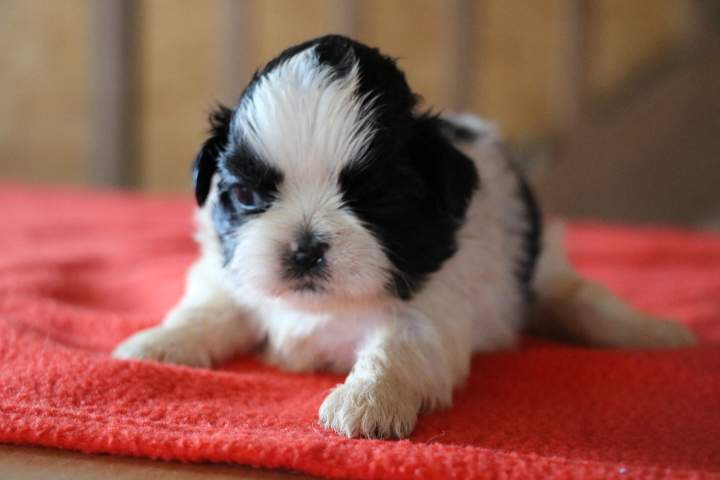 Chiots Shih Tzu disponibles Étaples