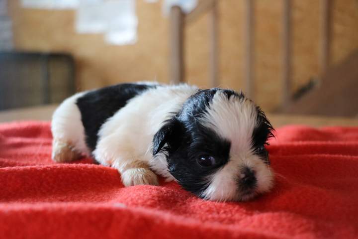 Chiots Shih Tzu disponibles Étaples