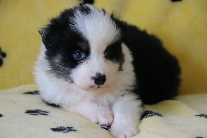 Adoption de chiot Berger Australien Étaples