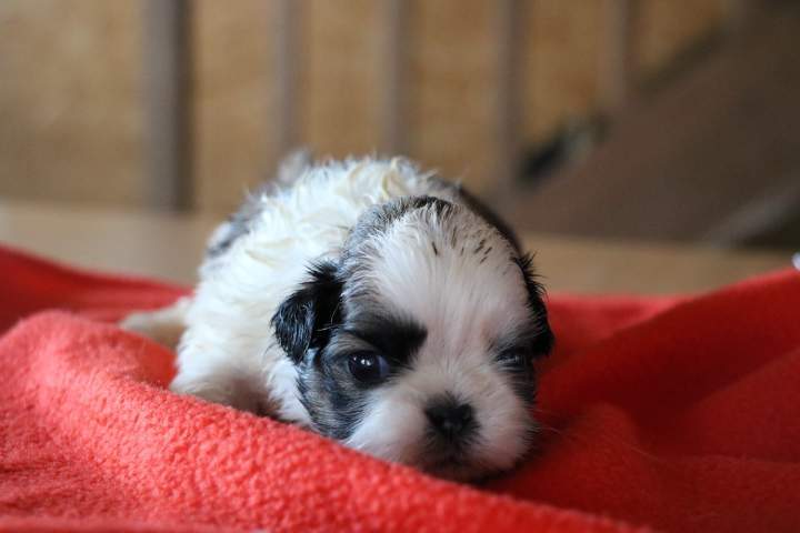 Adoption de chiot Shih Tzu Étaples