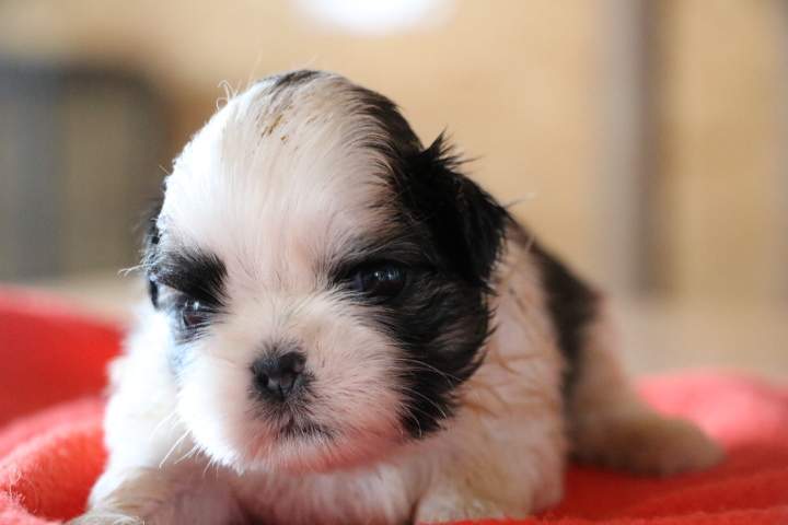 Portée de Shih Tzu Étaples