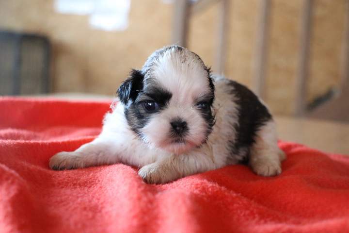 Adoption de chiot Shih Tzu Étaples