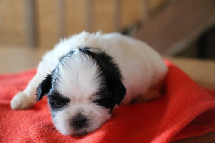Shih Tzu pure race Étaples