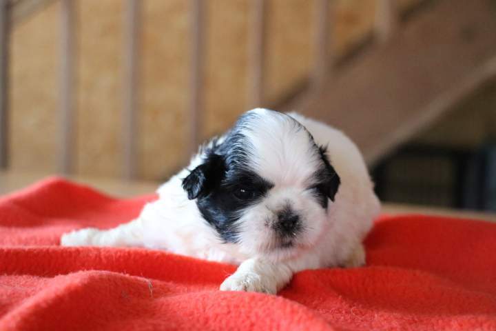 Shih Tzu pure race Étaples