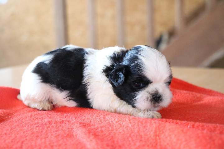 Éleveur de Shih Tzu Étaples
