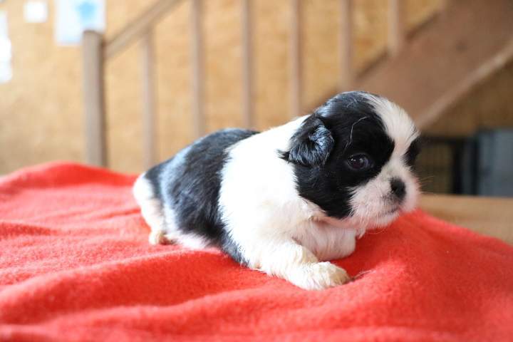 Chiots Shih Tzu disponibles Étaples