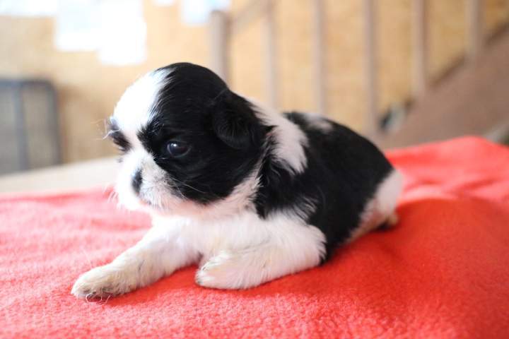 Portée de Shih Tzu Étaples