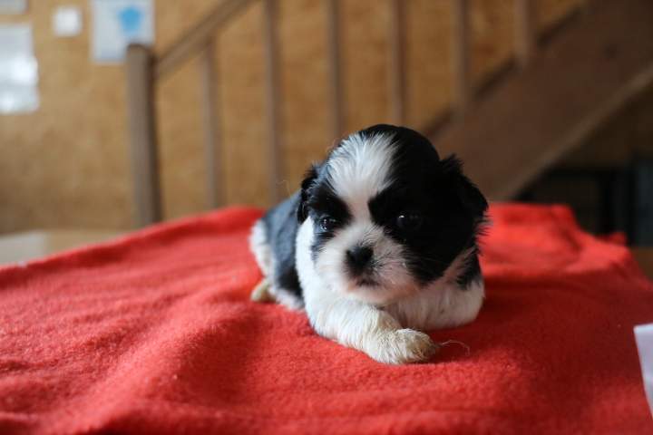 Portée de Shih Tzu Étaples