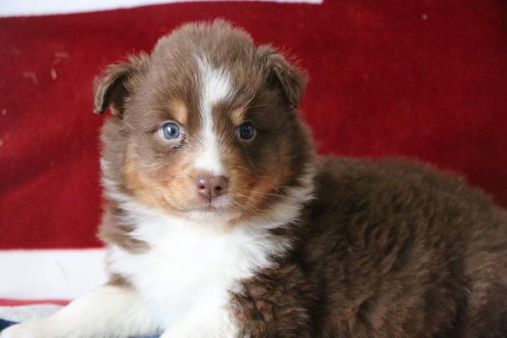 Chiots Berger Australien disponibles Étaples