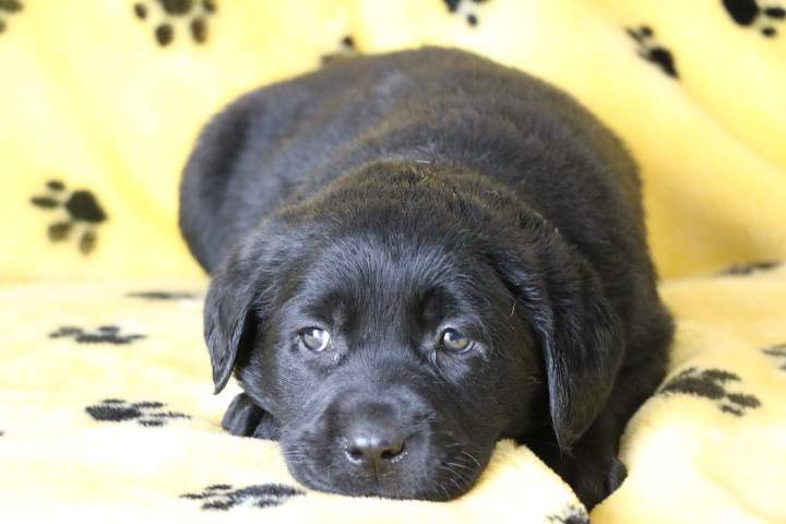 Labrador LOF Étaples