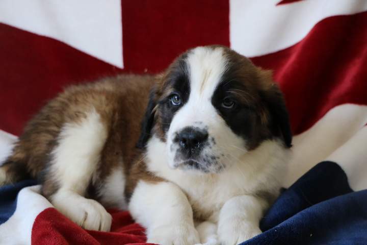 Chiots Saint-Bernard disponibles Étaples