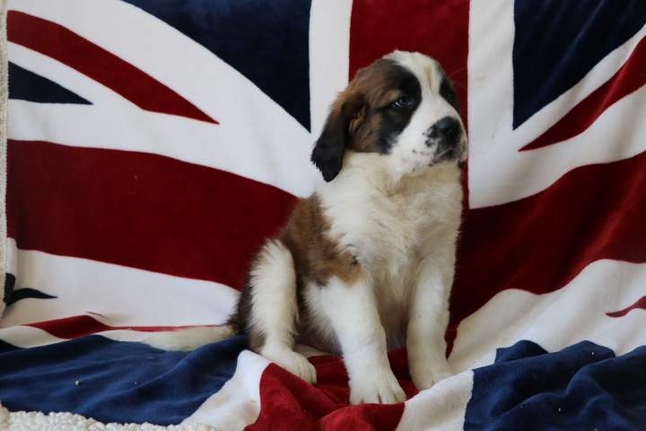 Acheter un chiot Saint-Bernard Étaples