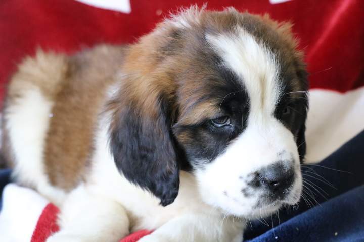 Chiots Saint-Bernard disponibles Étaples
