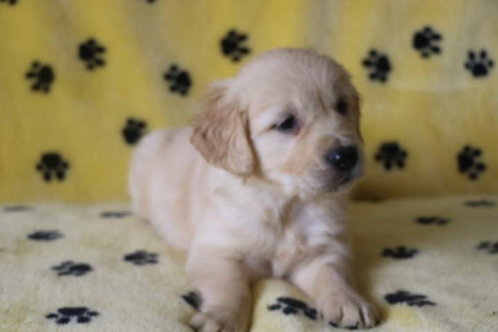 Portée de Golden Retriever Étaples