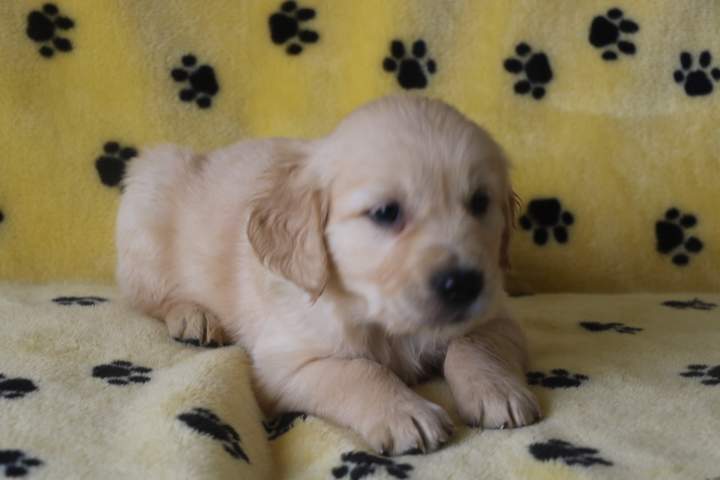 Éleveur de Golden Retriever Étaples
