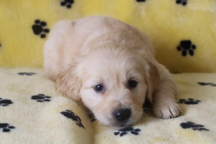 Portée de Golden Retriever Étaples