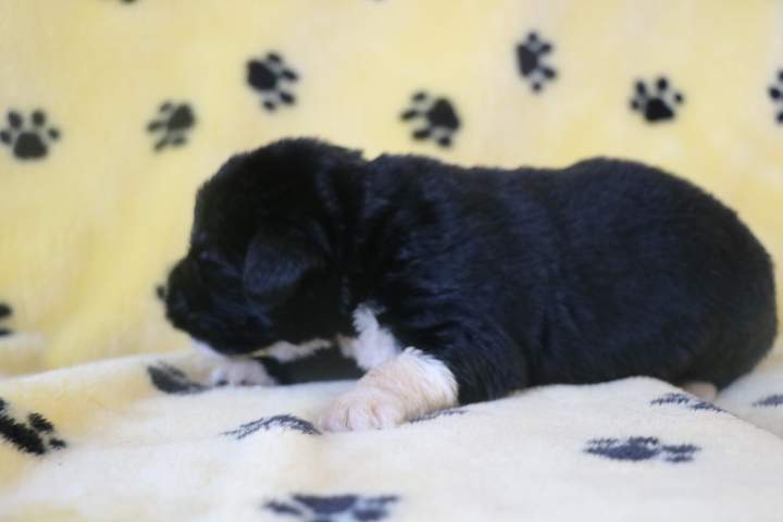 Achat de chiot Étaples