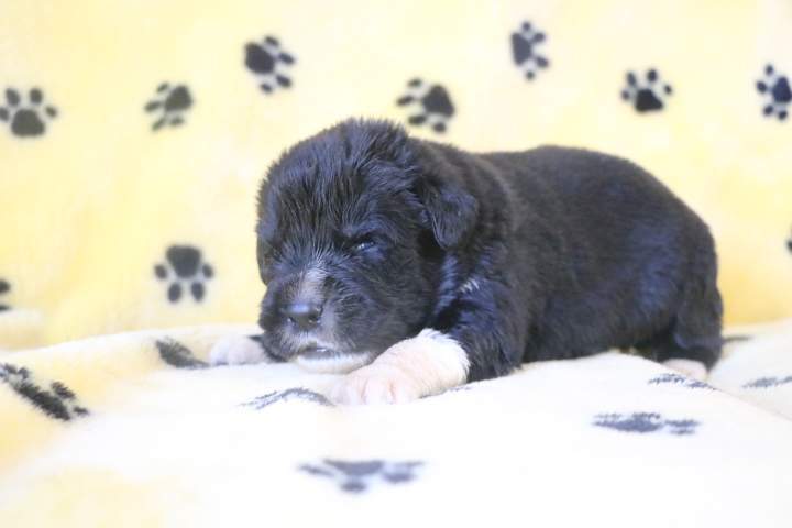 Éleveur de chiots Étaples