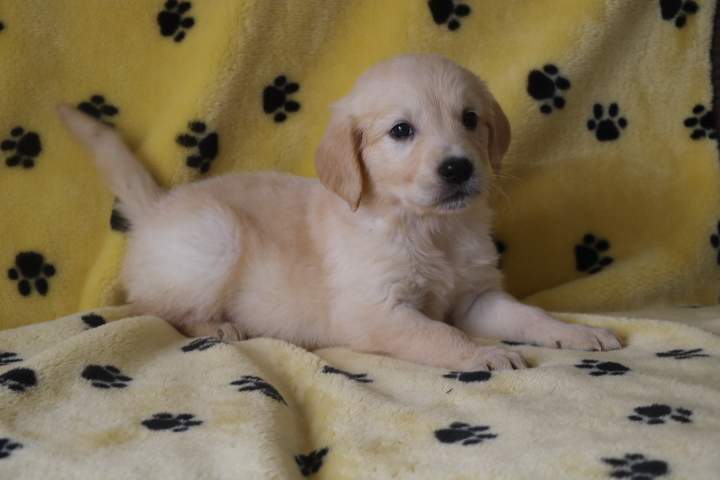 Golden Retriever pure race Étaples