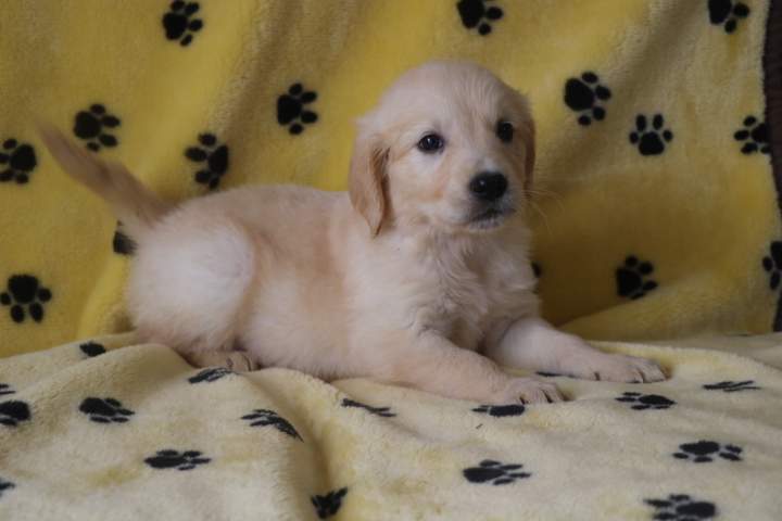 Golden Retriever pure race Étaples