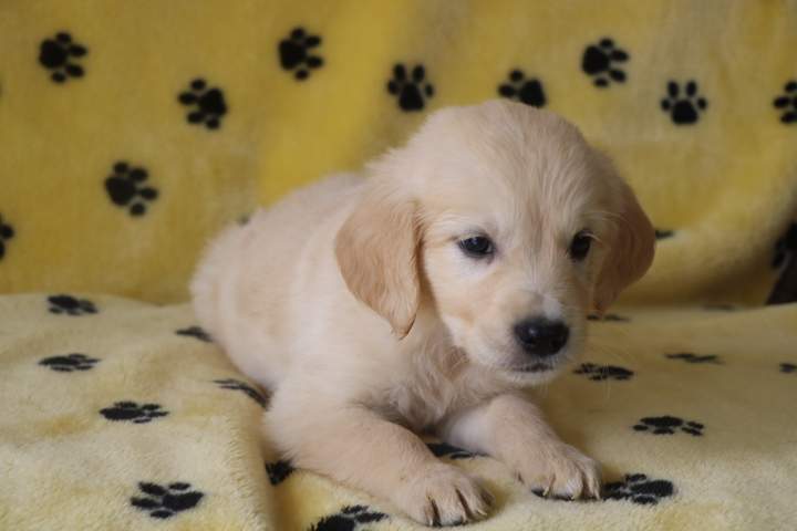 Golden Retriever LOF Étaples