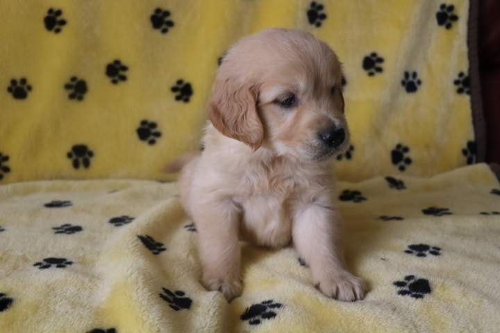 Golden Retriever pure race Étaples