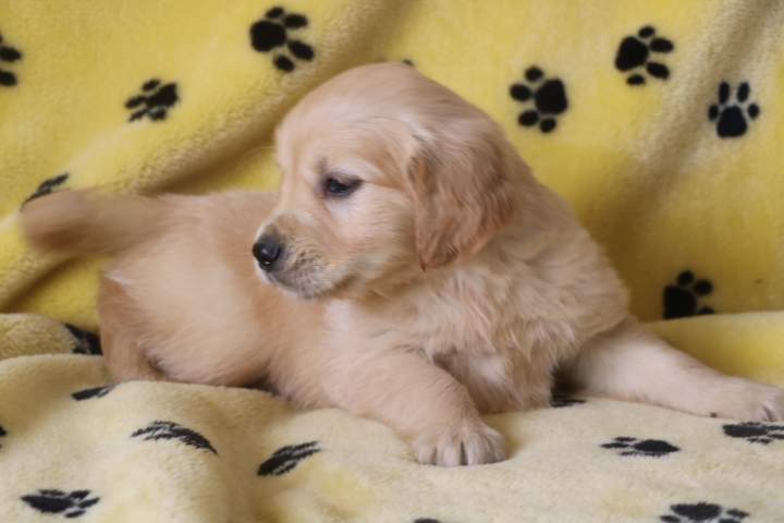 Golden Retriever pure race Étaples