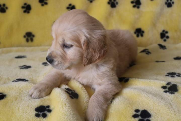 Acheter un chiot Golden Retriever Étaples