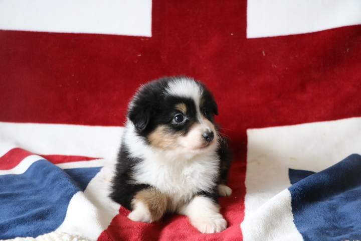 Chiots Berger Australien disponibles Étaples
