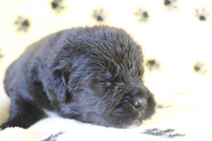 Vente de chiots Étaples