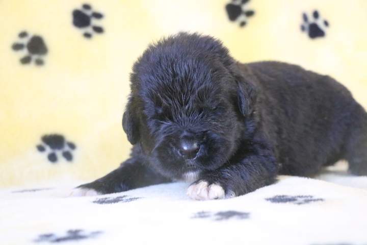 Vente de chiots Étaples