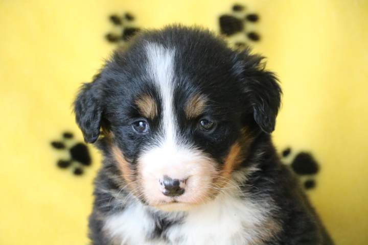 Acheter un chiot Bouvier Bernois Étaples