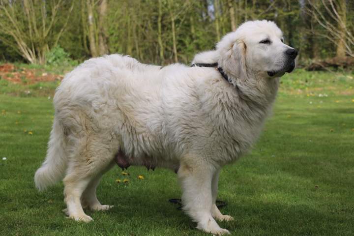 Berger de Podhale de reproduction Étaples