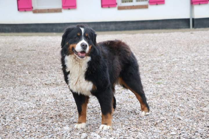 Bouvier Bernois LOF Étaples