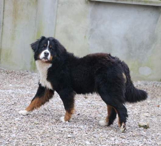 Bouvier Bernois LOF Étaples
