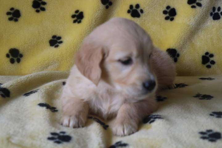 Portée de Golden Retriever Étaples