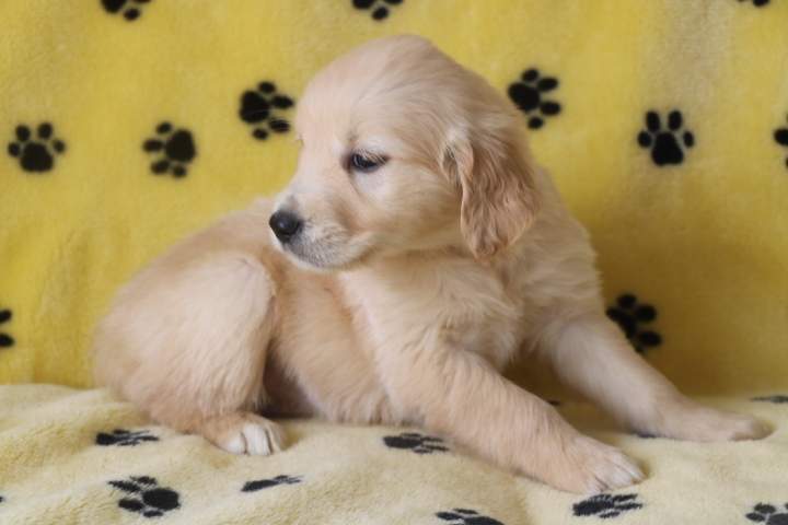 Portée de Golden Retriever Étaples