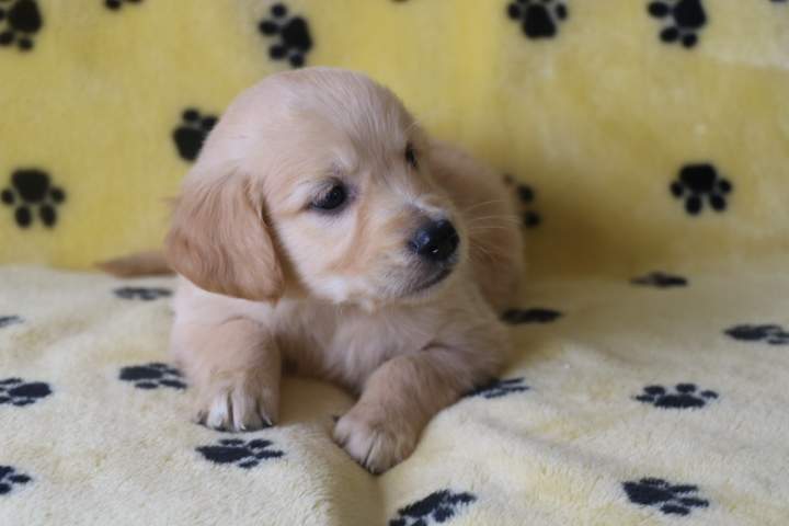 Éleveur de Golden Retriever Étaples