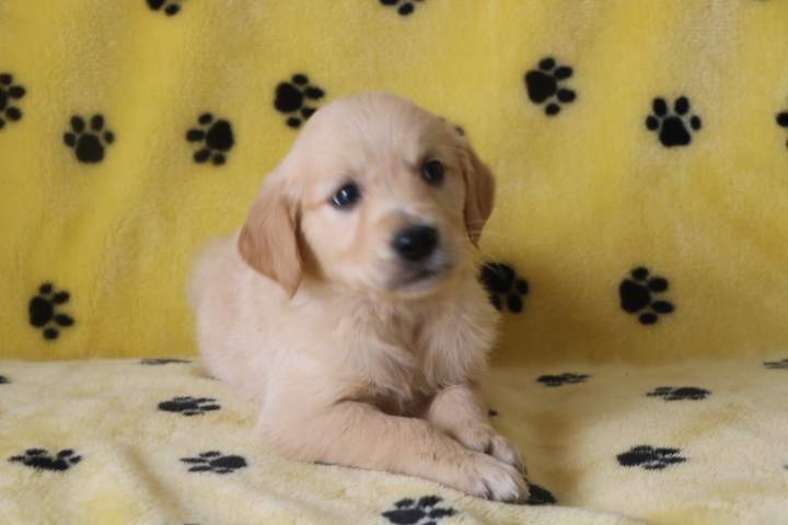 Éleveur de Golden Retriever Étaples