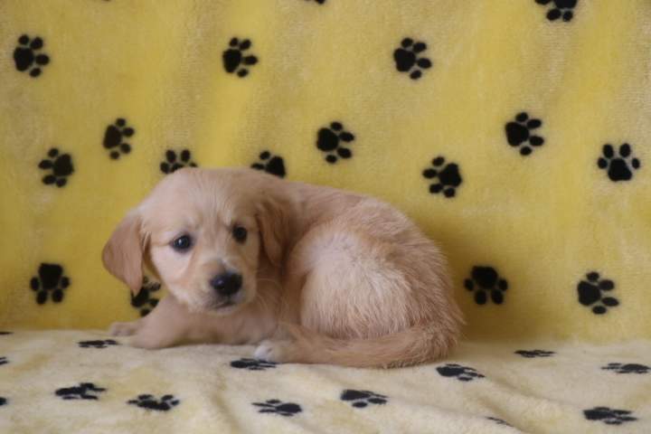 Chiots Golden Retriever disponibles Étaples