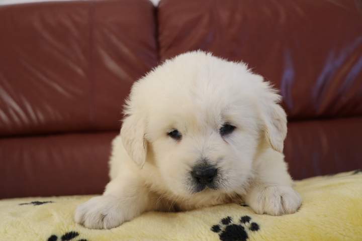 Chiot Berger de Podhale à vendre Étaples