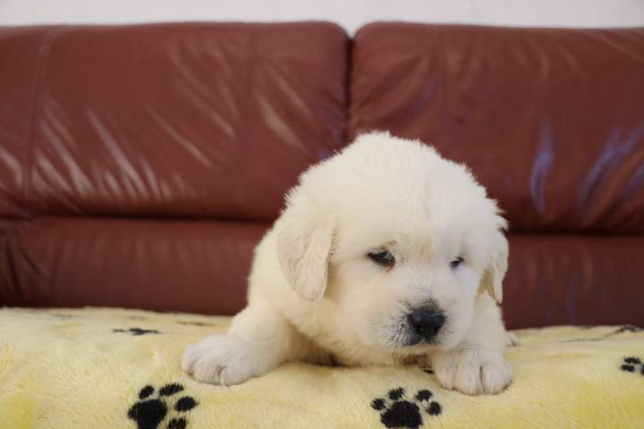 Acheter un chiot Berger de Podhale Étaples