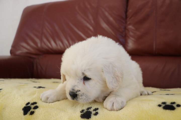 Chiot Berger de Podhale à vendre Étaples