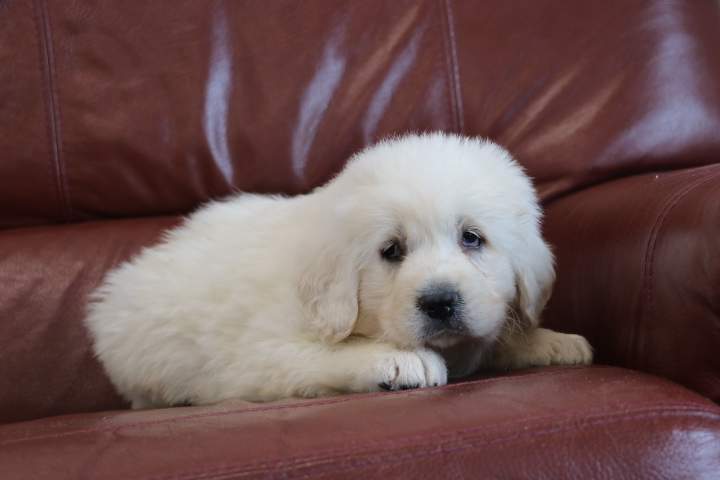 Chiots Berger de Podhale disponibles Étaples