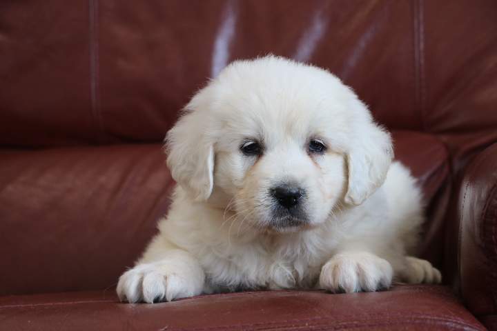 Adoption de chiot Berger de Podhale Étaples