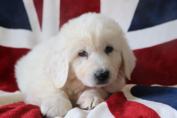 Adoption de chiot Berger de Podhale Étaples