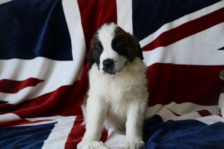 Saint-Bernard pure race Étaples