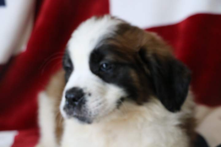 Adoption de chiot Saint-Bernard Étaples