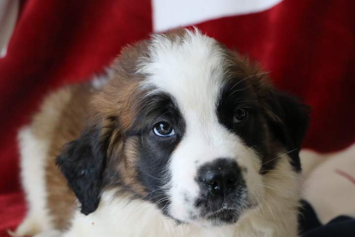 Saint-Bernard pure race Étaples